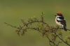 Woodchat Shrike at West Canvey Marsh (RSPB) (Steve Arlow) (189099 bytes)